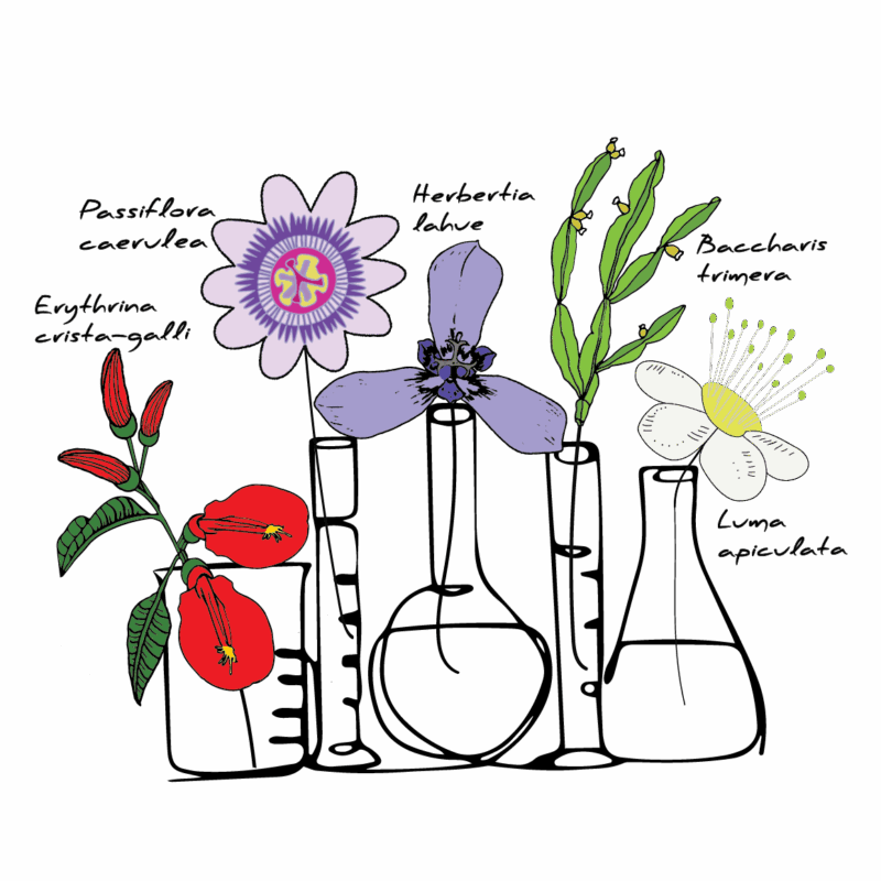 Histibag - Flores nativas - Imagen 3