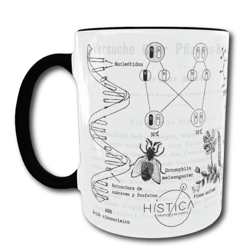 Taza - Genética